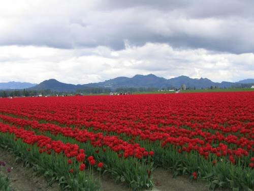 Тюльпанные поля, Голландия