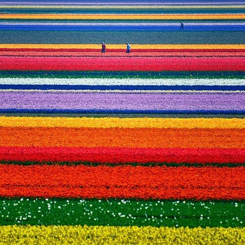 Тюльпанные поля, Голландия