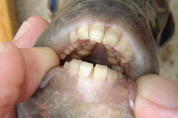 рыба с человеческими зубами