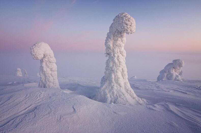 замороженные деревья Арктики