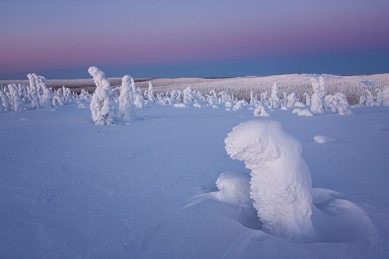 замороженные деревья Арктики